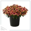 Live Osteospermum Plant - Purple Sun (3 Plants Per Pack) - Beautiful African Daisies - Early Spring Color - 12" Tall by 5" Wide in 1 Qt Pot - Image 3