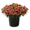 Live Osteospermum Plant - Purple Sun (3 Plants Per Pack) - Beautiful African Daisies - Early Spring Color - 12" Tall by 5" Wide in 1 Qt Pot - Image 4