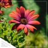Live Osteospermum Plant - Purple Sun (3 Plants Per Pack) - Beautiful African Daisies - Early Spring Color - 12" Tall by 5" Wide in 1 Qt Pot - Image 5
