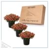 Live Osteospermum Plant - Purple Sun (3 Plants Per Pack) - Beautiful African Daisies - Early Spring Color - 12" Tall by 5" Wide in 1 Qt Pot - Image 6