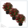 Live Osteospermum Plant - Red (3 Plants Per Pack) - Beautiful African Daisies - Early Spring Color - 12" Tall by 5" Wide in 1 Qt Pot