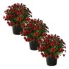 Live Osteospermum Plant - Red (3 Plants Per Pack) - Beautiful African Daisies - Early Spring Color - 12" Tall by 5" Wide in 1 Qt Pot - Image 2