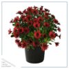 Live Osteospermum Plant - Red (3 Plants Per Pack) - Beautiful African Daisies - Early Spring Color - 12" Tall by 5" Wide in 1 Qt Pot - Image 3