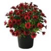 Live Osteospermum Plant - Red (3 Plants Per Pack) - Beautiful African Daisies - Early Spring Color - 12" Tall by 5" Wide in 1 Qt Pot - Image 4