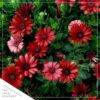 Live Osteospermum Plant - Red (3 Plants Per Pack) - Beautiful African Daisies - Early Spring Color - 12" Tall by 5" Wide in 1 Qt Pot - Image 5