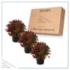 Live Osteospermum Plant - Red (3 Plants Per Pack) - Beautiful African Daisies - Early Spring Color - 12" Tall by 5" Wide in 1 Qt Pot - Image 6