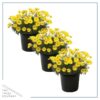 Live Osteospermum Plant - Yellow (3 Plants Per Pack) - Beautiful African Daisies - Early Spring Color - 12" Tall by 5" Wide in 1 Qt Pot