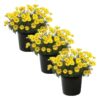 Live Osteospermum Plant - Yellow (3 Plants Per Pack) - Beautiful African Daisies - Early Spring Color - 12" Tall by 5" Wide in 1 Qt Pot - Image 2