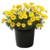 Live Osteospermum Plant - Yellow (3 Plants Per Pack) - Beautiful African Daisies - Early Spring Color - 12" Tall by 5" Wide in 1 Qt Pot - Image 3