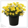 Live Osteospermum Plant - Yellow (3 Plants Per Pack) - Beautiful African Daisies - Early Spring Color - 12" Tall by 5" Wide in 1 Qt Pot - Image 4