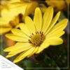 Live Osteospermum Plant - Yellow (3 Plants Per Pack) - Beautiful African Daisies - Early Spring Color - 12" Tall by 5" Wide in 1 Qt Pot - Image 5