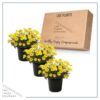 Live Osteospermum Plant - Yellow (3 Plants Per Pack) - Beautiful African Daisies - Early Spring Color - 12" Tall by 5" Wide in 1 Qt Pot - Image 6