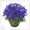Live Pericallis - Blue - Beautiful Spring Flowers - 15" Tall by 10" Wide in 1.15 Gallon Whiskey Barrel