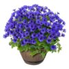 Live Pericallis - Blue - Beautiful Spring Flowers - 15" Tall by 10" Wide in 1.15 Gallon Whiskey Barrel - Image 2