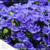 Live Pericallis - Blue - Beautiful Spring Flowers - 15" Tall by 10" Wide in 1.15 Gallon Whiskey Barrel - Image 3