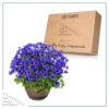 Live Pericallis - Blue - Beautiful Spring Flowers - 15" Tall by 10" Wide in 1.15 Gallon Whiskey Barrel - Image 5
