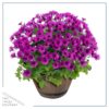 Live Pericallis - Purple - Beautiful Spring Flowers - 15" Tall by 10" Wide in 1.15 Gallon Whiskey Barrel