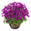 Live Pericallis - Purple - Beautiful Spring Flowers - 15" Tall by 10" Wide in 1.15 Gallon Whiskey Barrel - Image 2