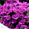Live Pericallis - Purple - Beautiful Spring Flowers - 15" Tall by 10" Wide in 1.15 Gallon Whiskey Barrel - Image 3