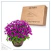 Live Pericallis - Purple - Beautiful Spring Flowers - 15" Tall by 10" Wide in 1.15 Gallon Whiskey Barrel - Image 5