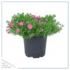 Live Phlox - Pink - Beautiful Creeping/Trailing Perennial - Healthy Spring Plant - 10" Tall by 6" Wide in 2.5 Qt Pot