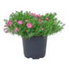 Live Phlox - Pink - Beautiful Creeping/Trailing Perennial - Healthy Spring Plant - 10" Tall by 6" Wide in 2.5 Qt Pot - Image 2