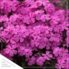 Live Phlox - Pink - Beautiful Creeping/Trailing Perennial - Healthy Spring Plant - 10" Tall by 6" Wide in 2.5 Qt Pot - Image 3