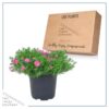 Live Phlox - Pink - Beautiful Creeping/Trailing Perennial - Healthy Spring Plant - 10" Tall by 6" Wide in 2.5 Qt Pot - Image 5