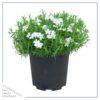 Live Phlox - White - Beautiful Creeping/Trailing Perennial - Healthy Spring Plant - 10" Tall by 6" Wide in 2.5 Qt Pot