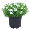 Live Phlox - White - Beautiful Creeping/Trailing Perennial - Healthy Spring Plant - 10" Tall by 6" Wide in 2.5 Qt Pot - Image 2