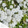 Live Phlox - White - Beautiful Creeping/Trailing Perennial - Healthy Spring Plant - 10" Tall by 6" Wide in 2.5 Qt Pot - Image 3