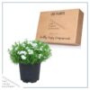 Live Phlox - White - Beautiful Creeping/Trailing Perennial - Healthy Spring Plant - 10" Tall by 6" Wide in 2.5 Qt Pot - Image 5