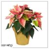 Live Flowering Poinsettia - Marble - Beautiful Holiday Décor - 14" Tall by 8" Wide in 1.25 Quart Pot with Deco Cover - Image 9