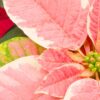 Live Flowering Poinsettia - Marble - Beautiful Holiday Décor - 14" Tall by 8" Wide in 1.25 Quart Pot with Deco Cover - Image 6