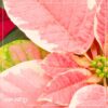 Live Flowering Poinsettia - Marble - Beautiful Holiday Décor - 14" Tall by 8" Wide in 1.25 Quart Pot with Deco Cover - Image 10