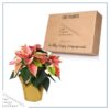 Live Flowering Poinsettia - Marble - Beautiful Holiday Décor - 14" Tall by 8" Wide in 1.25 Quart Pot with Deco Cover - Image 2