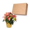 Live Flowering Poinsettia - Marble - Beautiful Holiday Décor - 14" Tall by 8" Wide in 1.25 Quart Pot with Deco Cover - Image 8
