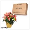 Live Flowering Poinsettia - Marble - Beautiful Holiday Décor - 14" Tall by 8" Wide in 1.25 Quart Pot with Deco Cover - Image 12