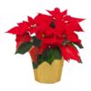Live Flowering Poinsettia - Red - Beautiful Holiday Décor - 14" Tall by 8" Wide in 1.25 Quart Pot with Deco Cover - Image 2