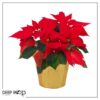 Live Flowering Poinsettia - Red - Beautiful Holiday Décor - 14" Tall by 8" Wide in 1.25 Quart Pot with Deco Cover - Image 6