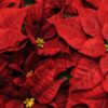 Live Flowering Poinsettia - Red - Beautiful Holiday Décor - 14" Tall by 8" Wide in 1.25 Quart Pot with Deco Cover - Image 3
