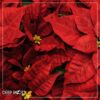 Live Flowering Poinsettia - Red - Beautiful Holiday Décor - 14" Tall by 8" Wide in 1.25 Quart Pot with Deco Cover - Image 7