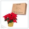 Live Flowering Poinsettia - Red - Beautiful Holiday Décor - 14" Tall by 8" Wide in 1.25 Quart Pot with Deco Cover