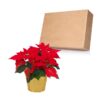Live Flowering Poinsettia - Red - Beautiful Holiday Décor - 14" Tall by 8" Wide in 1.25 Quart Pot with Deco Cover - Image 5
