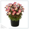 Live Saxifraga - Early Picotee - Shade Loving Perennial -Healthy Spring Plant - 12" Tall by 6" Wide in 2.5 Qt Pot