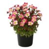 Live Saxifraga - Early Picotee - Shade Loving Perennial -Healthy Spring Plant - 12" Tall by 6" Wide in 2.5 Qt Pot - Image 2