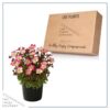 Live Saxifraga - Early Picotee - Shade Loving Perennial -Healthy Spring Plant - 12" Tall by 6" Wide in 2.5 Qt Pot - Image 5