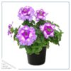 Live Verbena - Purple - Creeping/Trailing Perennial - Healthy Spring Plant - 10" Tall by 6" Wide in 2.5 Qt Pot