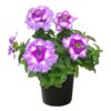 Live Verbena - Purple - Creeping/Trailing Perennial - Healthy Spring Plant - 10" Tall by 6" Wide in 2.5 Qt Pot - Image 2