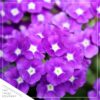 Live Verbena - Purple - Creeping/Trailing Perennial - Healthy Spring Plant - 10" Tall by 6" Wide in 2.5 Qt Pot - Image 3